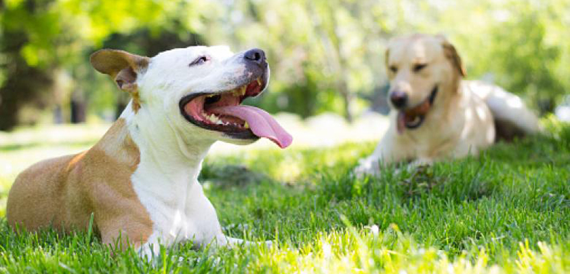 dogs outside Blog