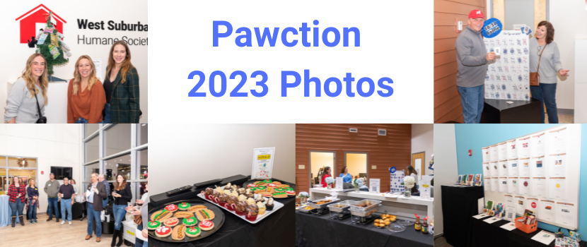 Pawction Photos