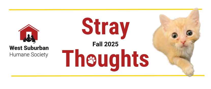 Stray Thoughts Fall 2025