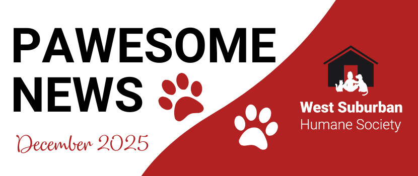Pawesome News - December 2025