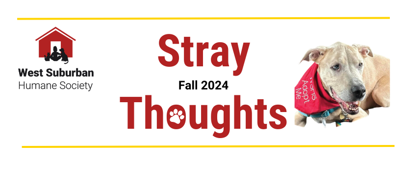 Stray Thoughts Fall 2024 