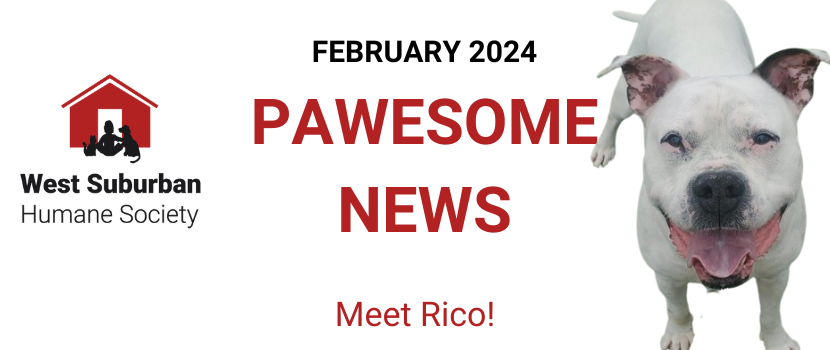 Pawesome News - February 2024