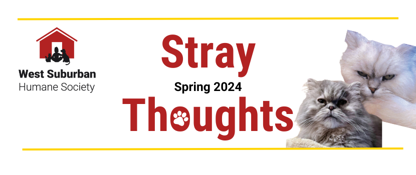 Stray Thoughts Spring 2024 