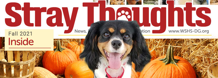 Fall 2021 Stray Thoughts Newsletter
